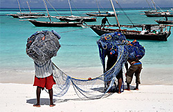 zanzibar par dove33