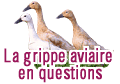 La grippe aviaire