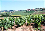 Vignobles &copy; Anne-Marie Minvielle