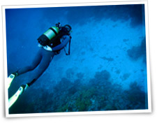 Plongeur et requin � Beno�t Cappronnier