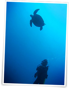 Plongeur et tortue � Beno�t Cappronnier