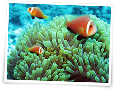 Poissons Clown � Beno�t Cappronnier