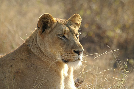 Parc du Kruger © Kamila Sadowi